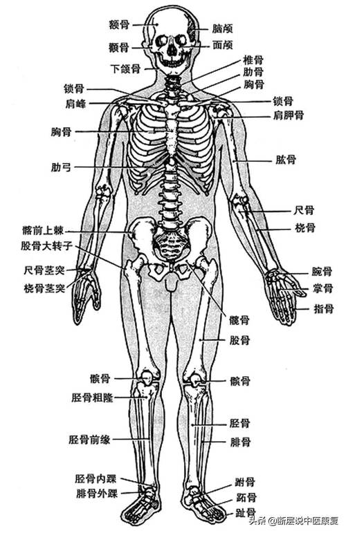 人体骨骼构造图